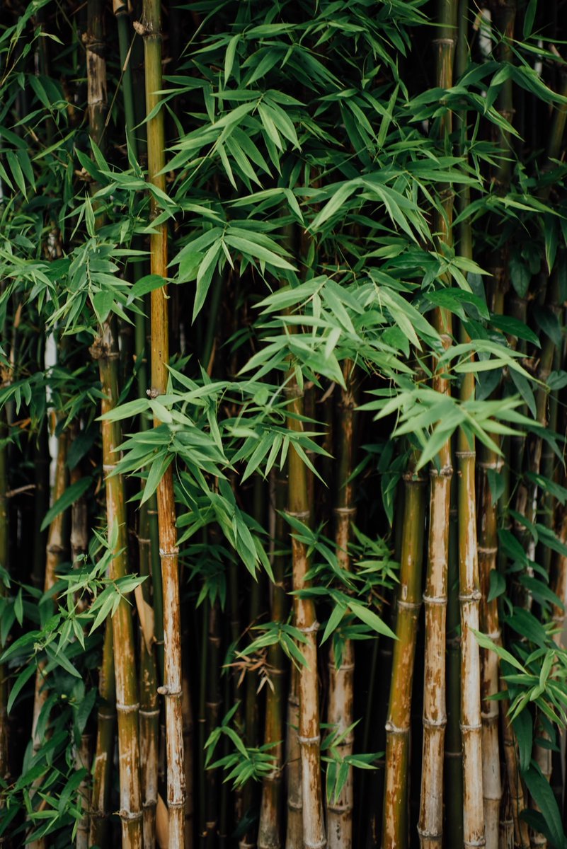 Bamboo is an important component of many forest ecosystems around the world. In tropical regions, bamboo can form dense thickets that provide habitat for a wide variety of animals, including monkeys, insects, and birds. 

Photo by CHUTTERSNAP