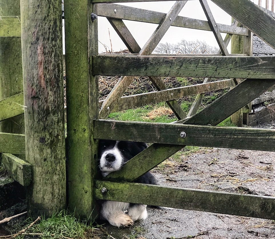 Wet 🐾🐾🌧️🌧️🌧️🌧️🌧️🌧️🌧️🌧️🌧️🌧️🌧️🌧️🌧️🌧️🌧️🌧️🌧️🌧️🌧️