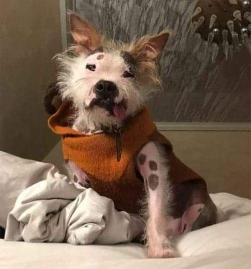 Happy Dog tweet media