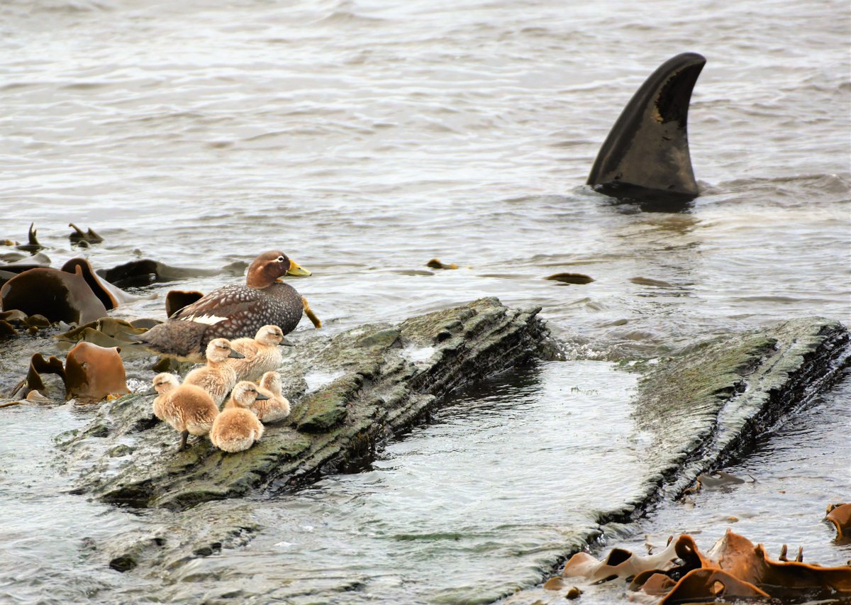 @sykesjeff Killer whale swimming past a family of logger ducks..#sealionisland #falklandislands