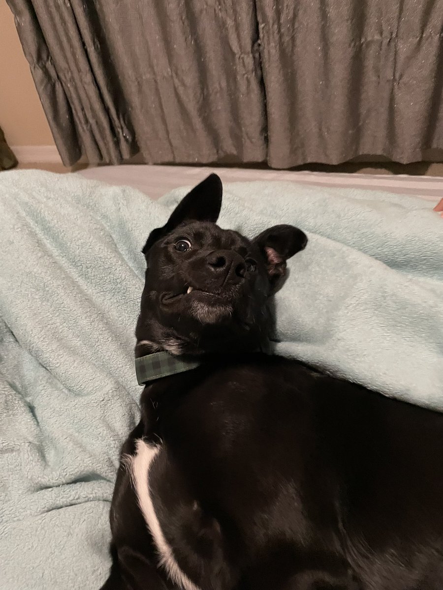 Maddie_ki's tweet photo. @chiisanayuuki_ @dog_rates Joey approves this message https://t.co/6vgd9XhBer