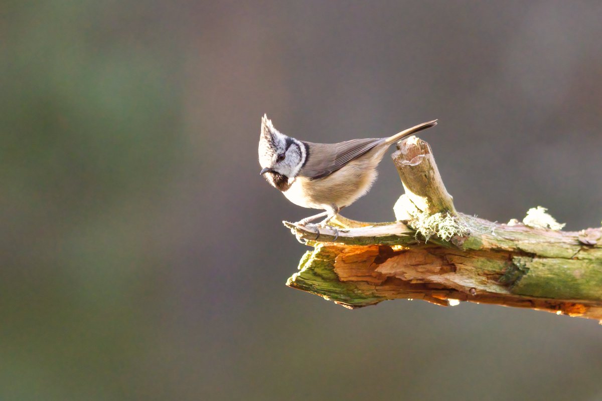 Crested Tit, Abernethy Forest, 8 Jan. The best views I've had of this species!