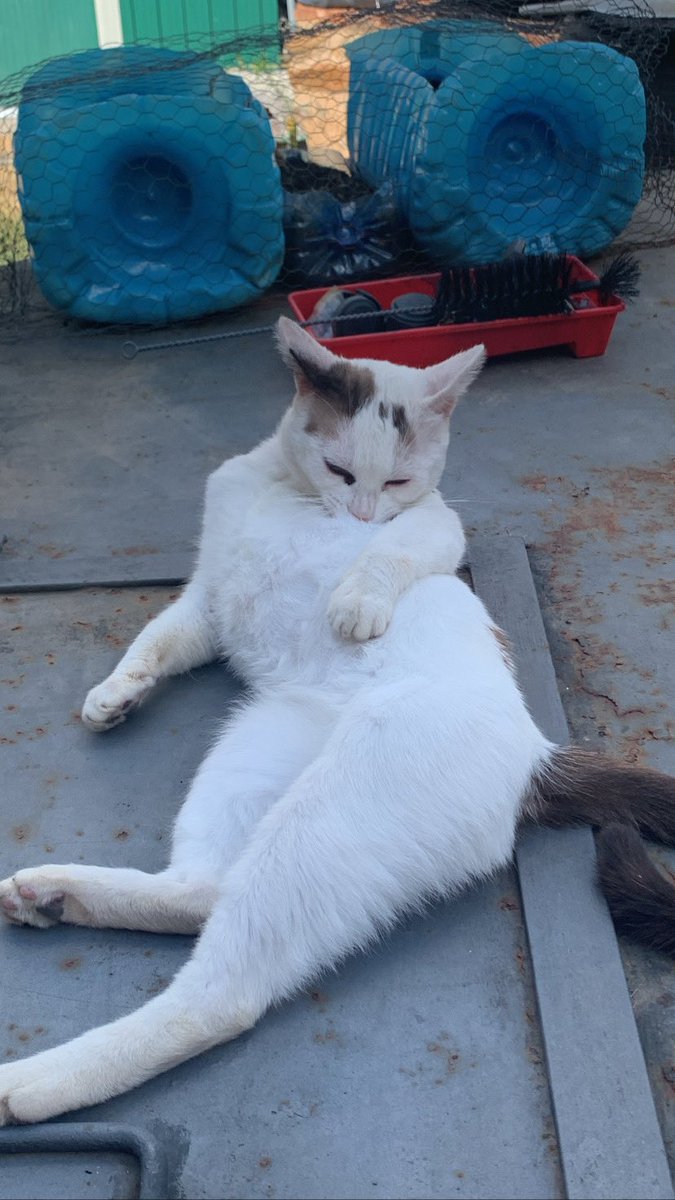 itziar :3 tweet media