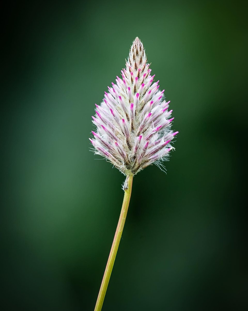 HarrisonPhair's tweet photo. Without or with ?
🌸
#regentspark #london #flower #flowers #nature #garden #gardens #gardenphotography #flowerphotography #londonphotography #londonphotographer #plant #plantphotography #petals #PlantStem #Wildflower #CloseUp #FlowerHead https://t.co/61uShbTCMk