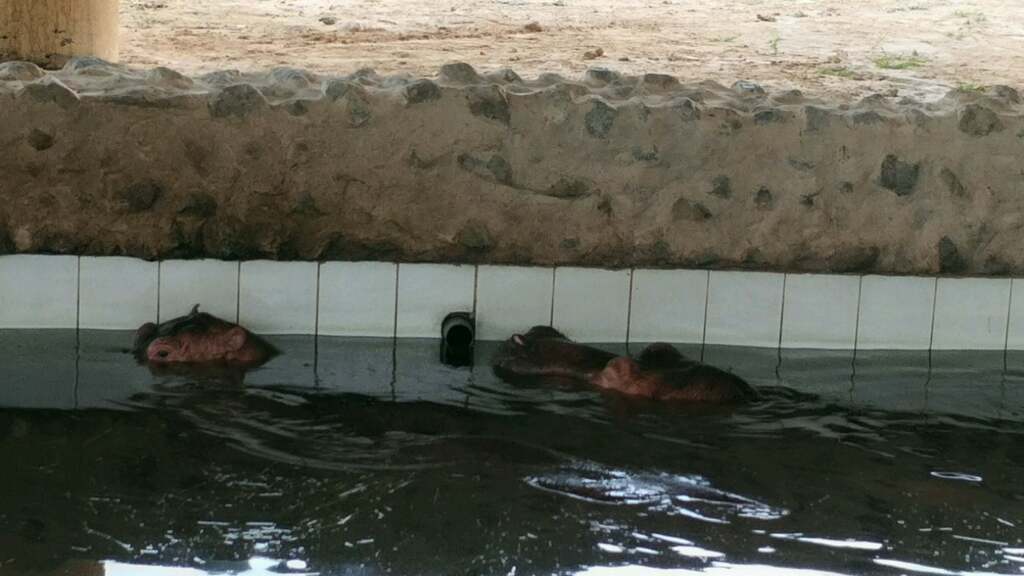 WhyCallSarah's tweet image. I&apos;m at Al ain zoo! Far more relaxing than a day at the spa! Superb open displays. Several spacious gardens. Animals peculiar to theregion ift.tt/5Rs6tUS