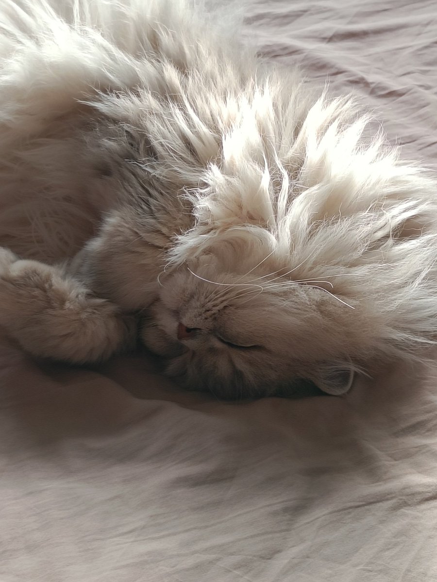 De begroeting bij thuiskomst is niet meer wat het geweest is... Onze Nestor doet zelfs al geen oog meer open... 😸 #pateeke #sleepykitty #KingNestor