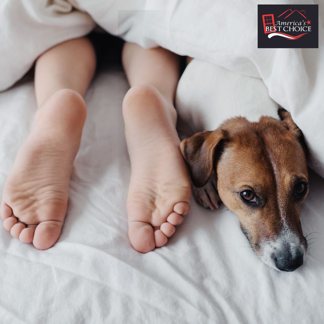 DesMoinesABCWIN's tweet photo. One way to beat the winter chills is to invite your furry friend to sleep on the bed.
The other way is to contact us for a free estimate to replace your old-drafty bedroom windows.
Either way, you can’t go wrong.
https://t.co/z0OdQcLInq
#windowreplacement https://t.co/cZuR6nlWhe