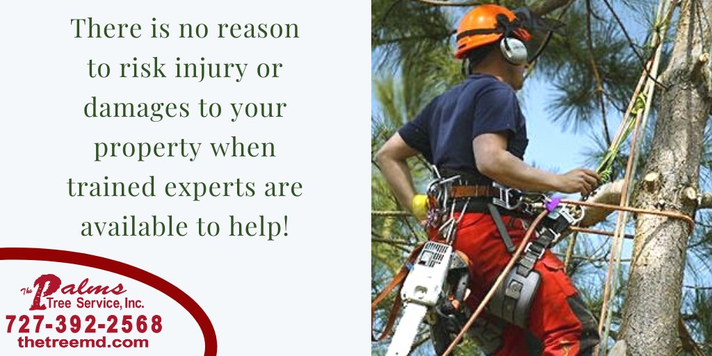 It’s always best to play it safe by hiring professionals.

#TheTreeMD #Florida #FloridaTrees