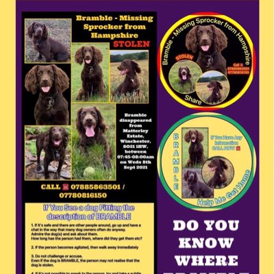 rosieDoc2's tweet photo. #NewProfilePic
#findBramble
STILL MISSING
Bramble a brown #Sprocker
#STOLEN from #Hampshire 8/9/21
Simply disappeared from #MatterleyEstate #Winchester HAVE YOU FOUND HER? DID YOU RESCUE HER? DO YOU KNOW WHERE BRAMBLE IS?
https://t.co/HDyKfDsn5I
@TinaTowers3 @JacquiSaid https://t.co/YmoMf0T4yM