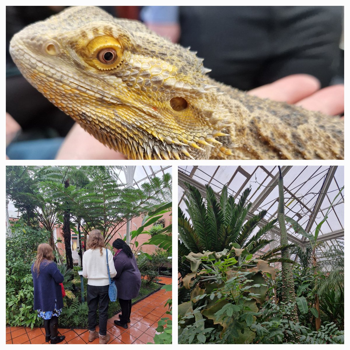 mrszstuart's tweet image. Our science cohort had a lovely morning at @BhamBotanicalGd looking at the educational sessions on offer. Fantastic subject specific sessions and chance to cuddle Rambo the bearded dragon #traintoteach #scienceeducation #PGCE