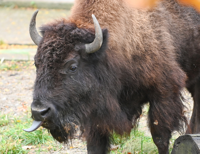 clemetzoo's tweet image. Happy TOT! 🦬 #TongueOutTuesday