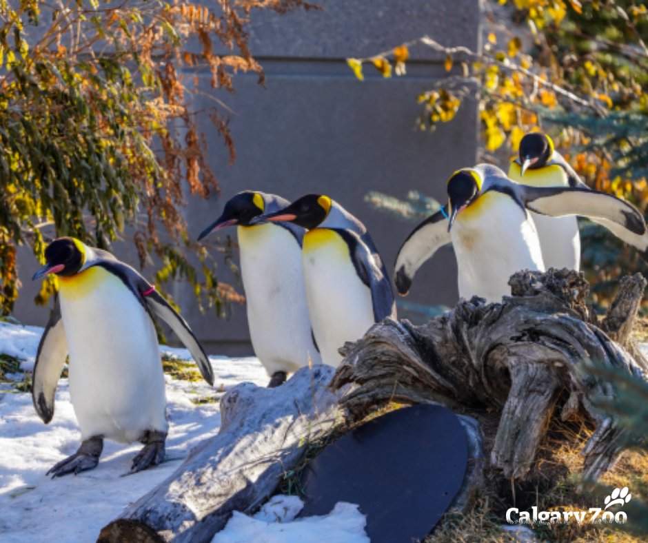 The 2023 Penguin Walk returns on January 13th &amp; we couldn't be more excited! 🐧 Join us daily at 10:30 am (weather permitting) to catch a glimpse of the regal waddle. Penguin Walk viewing is included with daily admission and memberships. bit.ly/30uLiWE #PenguinWalkYYC