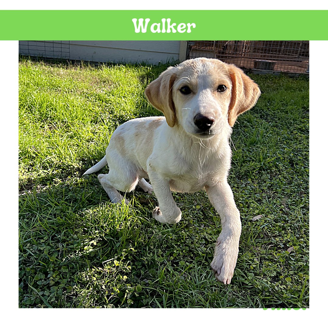 His name is Walker, but this energetic sweetheart is always running around 😂💚