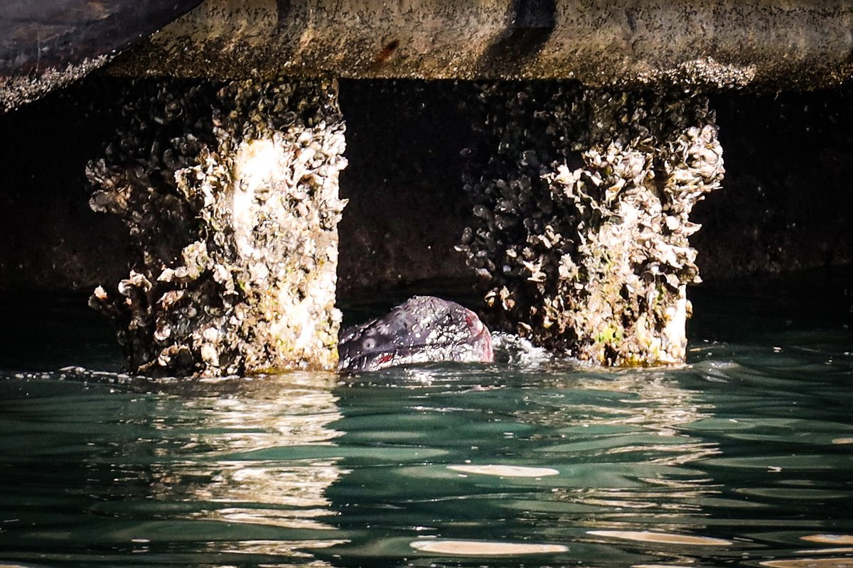 A baby North Atlantic right whale, which is one of the most endangered animals in the world, was found dead in Morehead City over the weekend. Here's what we know:  tinyurl.com/mtmnsvmp @NCCoastalFed @SierraClubNC @EnvironmentNC @DukeMarineLab @NCSeaGrant