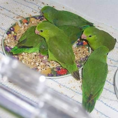 We would like to say hello from gift to God parrot rescue to app one out there. And happy New Year we are so sorry we have not been in touch more with everyone but we are renovating the house. We also would like to ask if anyone has small cages or big cages We are in need of some