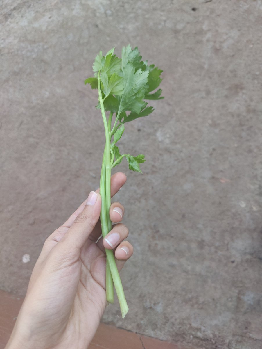JustNaz7's tweet photo. So my celery plant finally grew 🥺now what do I do w the stalks💀 https://t.co/sBKT4xra5N