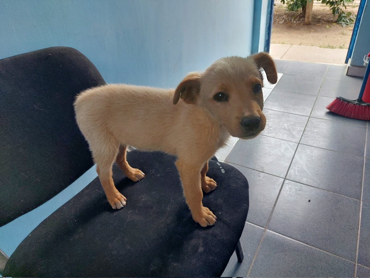 patocar1985's tweet photo. Se da en adopción, perrita 2 meses aproximadamente, encontrada en Lampa.. https://t.co/P407mnXDWO