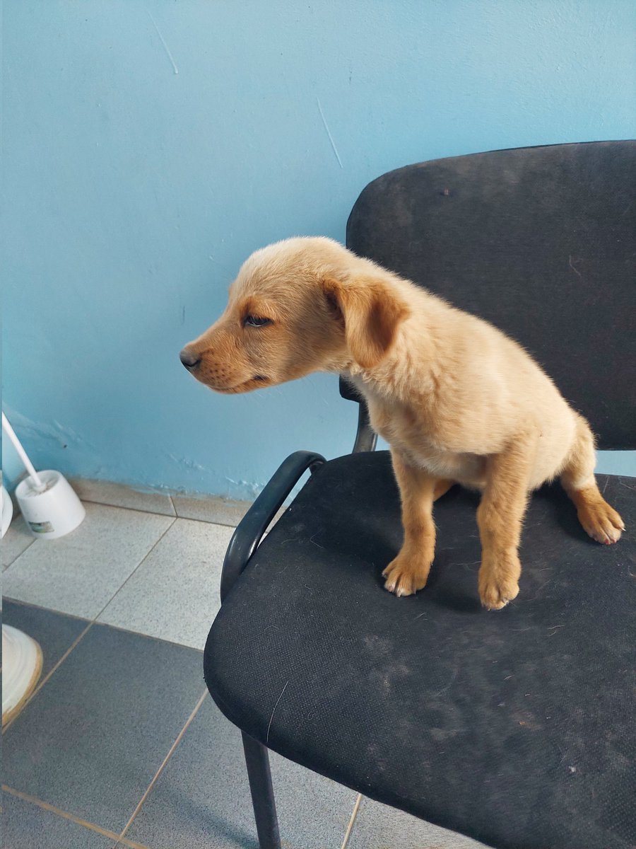 patocar1985's tweet photo. Se da en adopción, perrita 2 meses aproximadamente, encontrada en Lampa.. https://t.co/P407mnXDWO