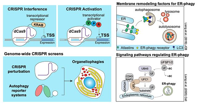 Postdoctoral Research Fellow position available in Liang lab: ppu.mrc.ac.uk/careers/recrui… #Autophagy #ERphagy #CRUK #CRISPR #cancerbiology #cellbiology <a href="/amosliang2/">amosliang</a>