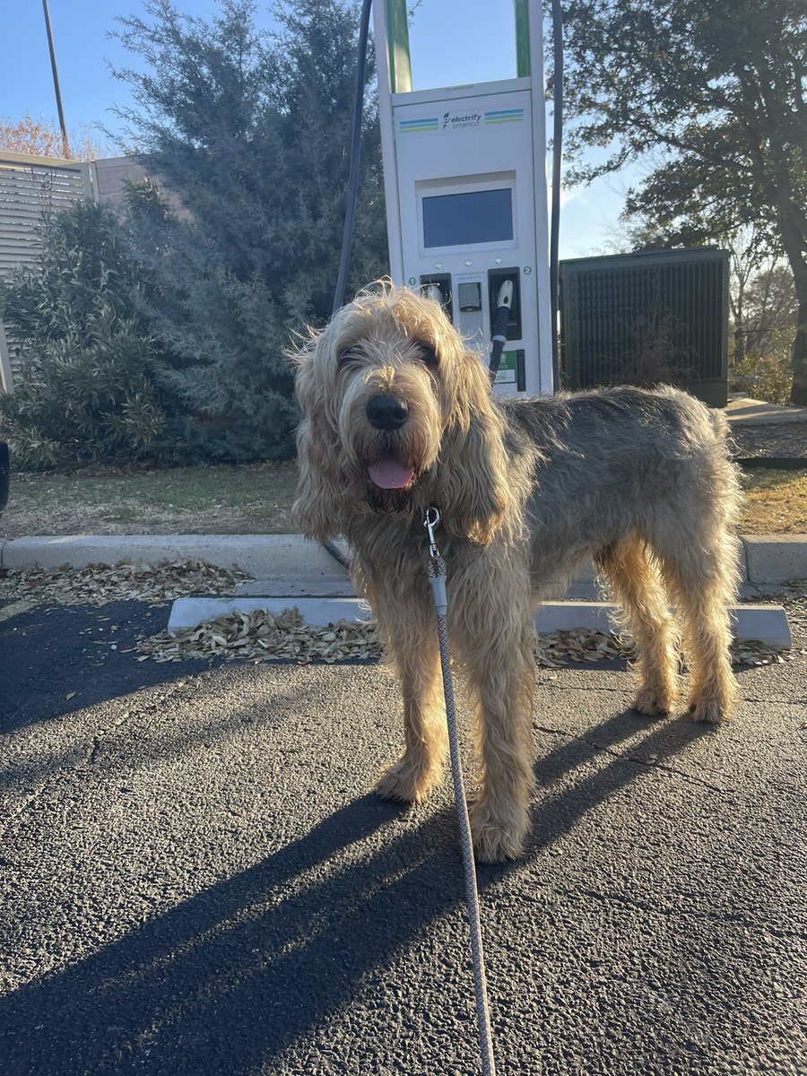 ToniaAllenGould's tweet image. Hey @Ford @FordTrucks we’re driving #xcountry in a standard battery #F150Lightning. We only got full range on a couple of charges. After driving in 40 degree weather we’re pulling over every 80-100 miles. The #otterhound is enjoying all the stops. We are not. What’s the fix?