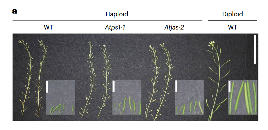 Widiez Thomas 🌽 tweet media