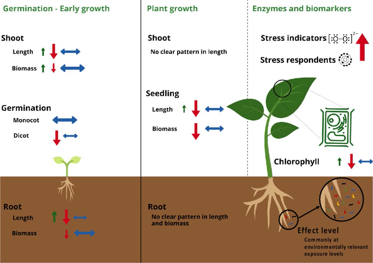 New systematic review finding that nano- and #microplastics commonly cause adverse impacts on plants AND an acute need for more studies using environmentally exposed, non-pristine #plastics for research accuracy!
sciencedirect.com/science/articl…