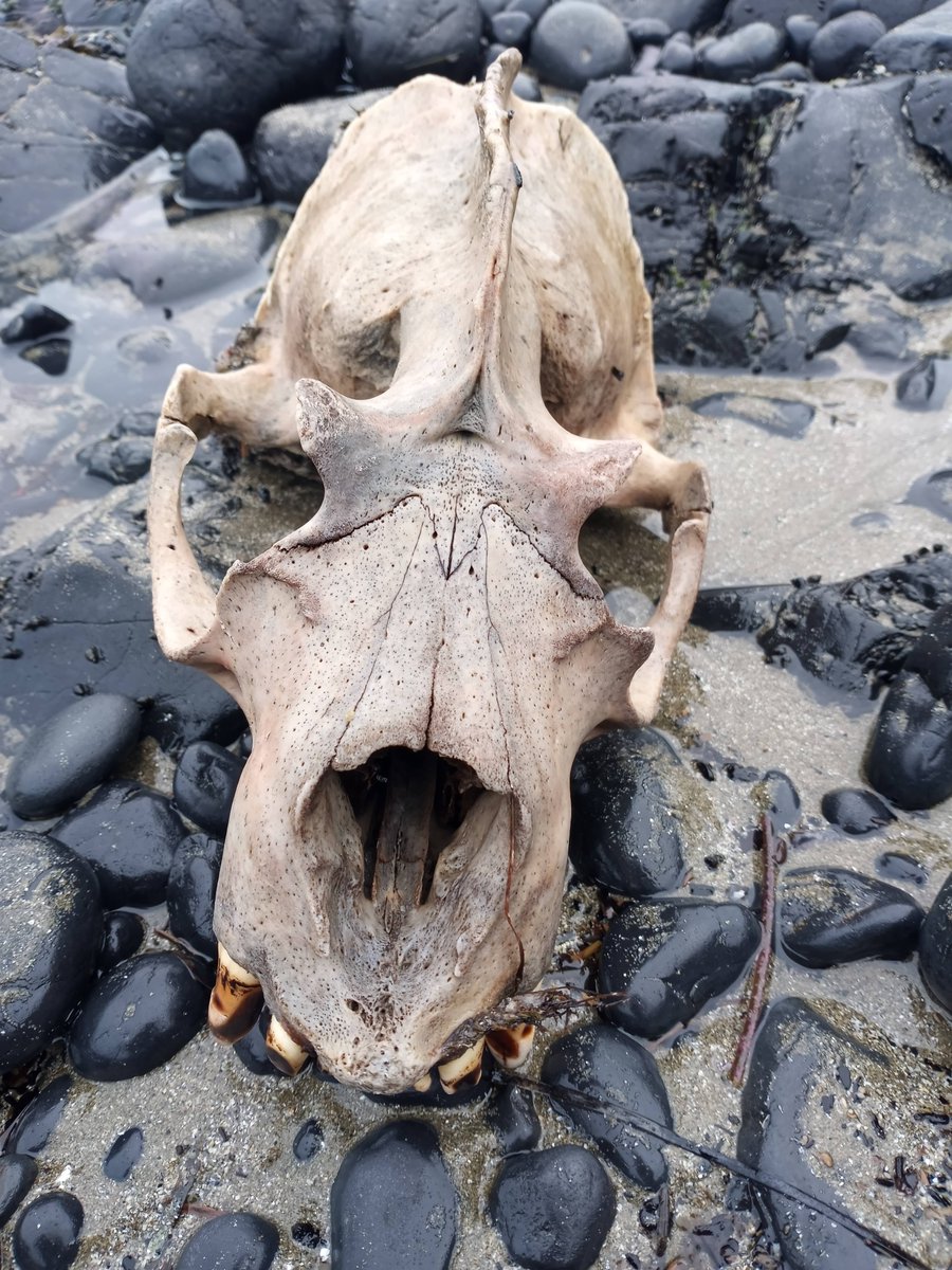 BLMOregon's tweet photo. Our rangers recently spotted some treasure on the shores of Cobble Beach—an intact sea lion skull #TidepoolTuesday
The skull belonged to an adult male California sea lion. We know this thanks to the ridge along the top, also known as a sagittal crest, which only males develop. https://t.co/fimXYxV74Z