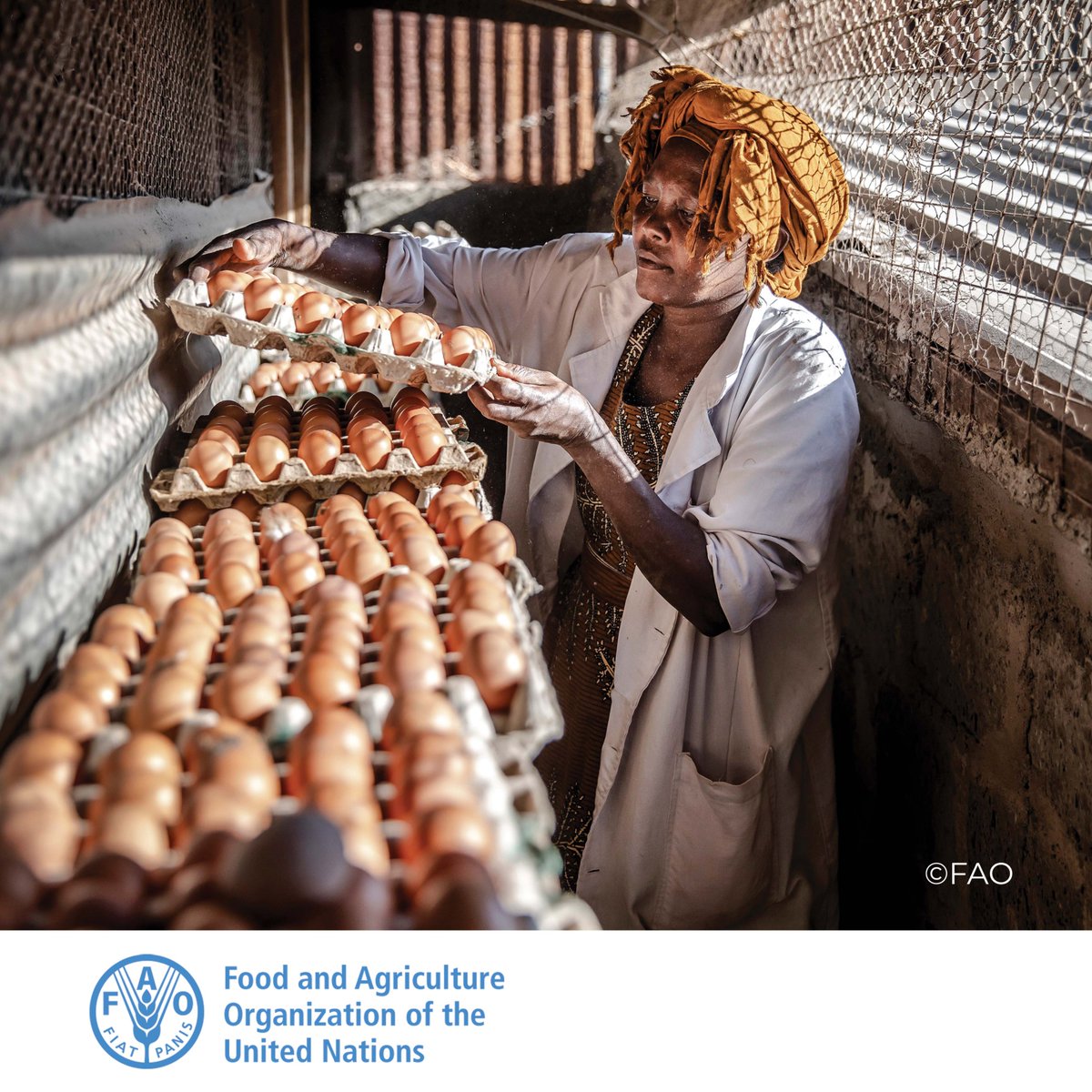 FAO in Africa tweet media