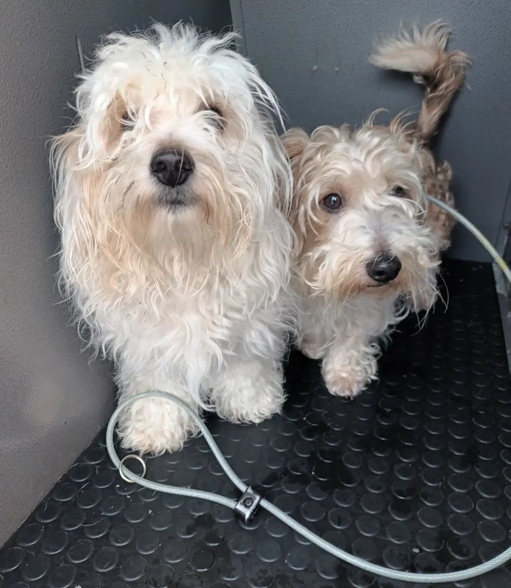 AdoptionsUk's tweet photo. Please retweet, pets being put to sleep because animal shelters are full, breeders continuing to make hundreds of thousands from selling online, should not only be news on a slow news day #UK 

@BBCNews @itvnews @GMB @Conservatives @UKLabour @SkyNews @WalesOnline
@thismorning https://t.co/ZK4VEJs9gz