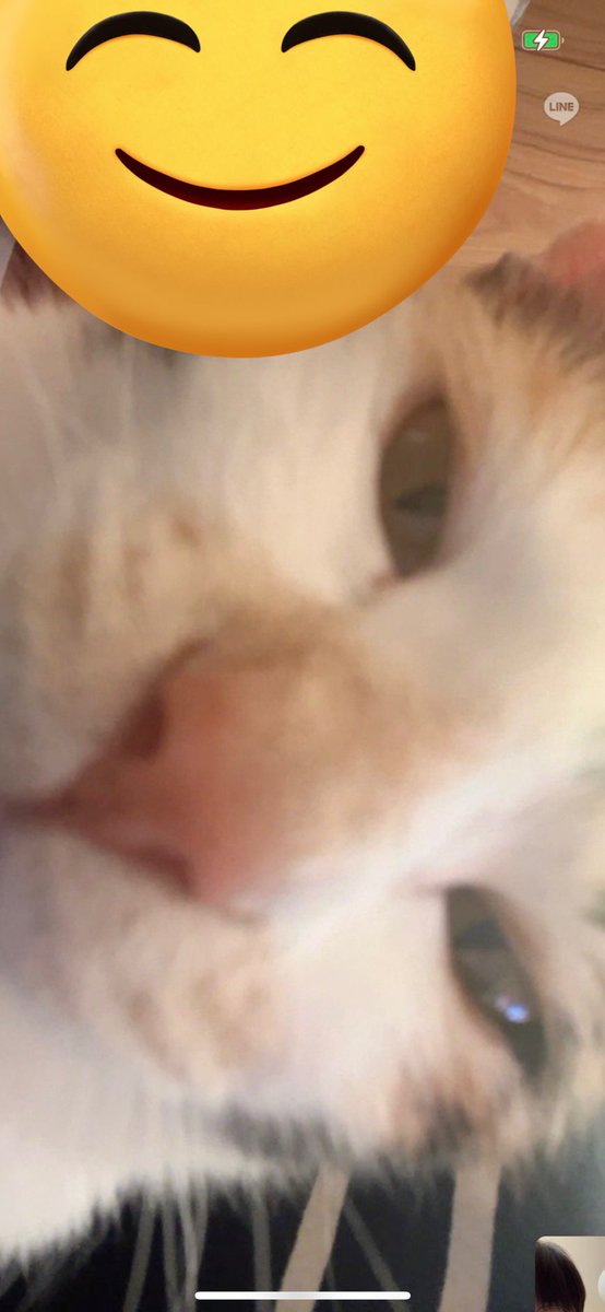 今日ビデオしながら寝ててんけど
みゆの家の猫がいきなりカメラの目の前きてずっと👦のこと見てたらしい爆笑　
こわすぎ爆笑