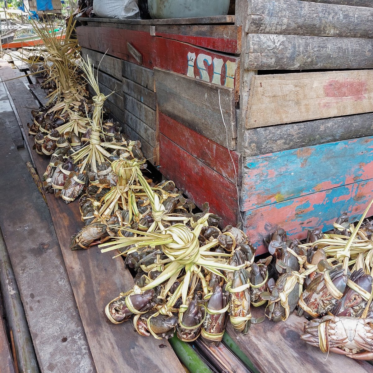 Our #Indonesia 🇮🇩 partner Pesisir Lestari has been supporting <a href="/mitrainsani/">mitrainsani</a> to assist the community of Sapat Village in participatory mudcrab #fisheries monitoring and management. After data feedback sessions, the community of Sapat trialled their first temporary fishery closure.