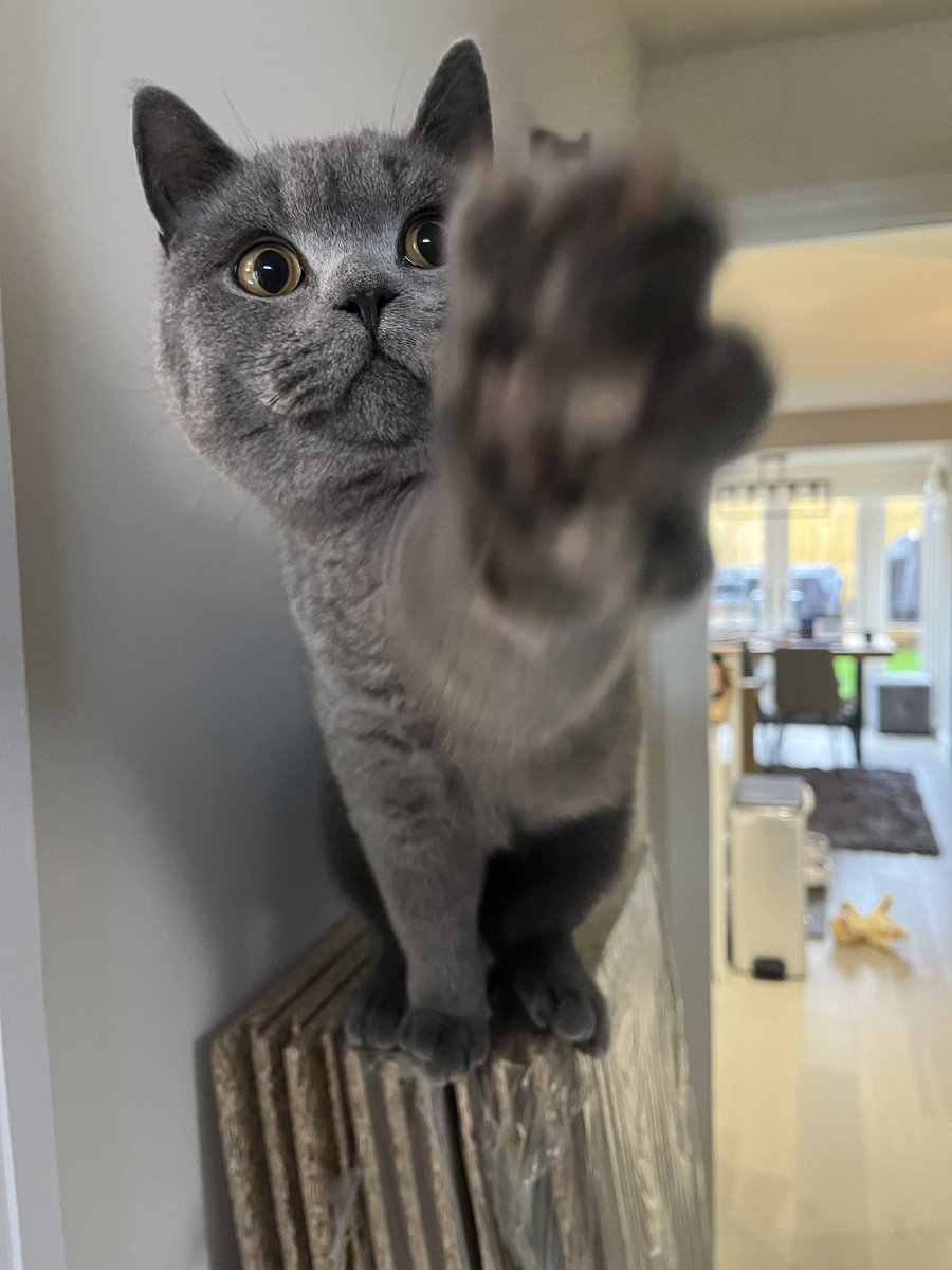 he see the toast he grab the toast