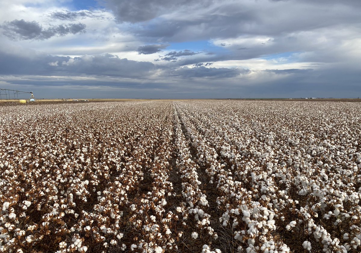 Looking for #cotton variety trial data for Texas Panhandle cotton systems? <a href="/txextension/">Texas A&M AgriLife Extension Service</a> 2022 Panhandle cotton data is at:  amarillo.tamu.edu/files/2023/01/… we appreciate our cooperators! <a href="/CraigMM1/">CraigMM</a> <a href="/Chandler_Pres/">Chandler Preston</a> <a href="/garrettclan1994/">Justin Garrett 🇺🇸</a> <a href="/SloughGreg/">Greg</a> <a href="/NorthPlainsGCD/">North Plains GCD</a> <a href="/kheflinTxAg/">Kevin Heflin</a> <a href="/PlainsPestMgmt/">Plains Pest Management</a>
