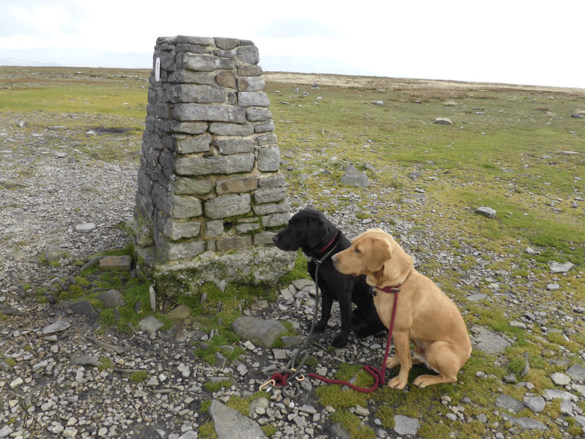 2DogsAwning's tweet photo. Ingleborough #trigpillar despite being more than 250 miles from home it is the trig I have visited most, getting close to 100 times. This pic is from October 2014 with Dexter & Crosby #trigpointtuesday #trigbagging #trigbagginguk https://t.co/37Dlv8miWO