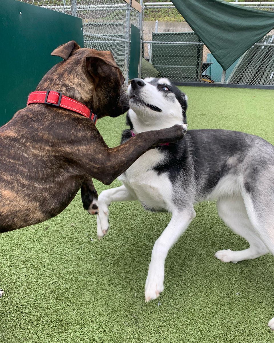 CampBowWowSC's tweet photo. All we do is PLAY!🐾😁 
#dogsatplay #cutedogs #doglife #campbowwowsanclemente #danapoint #lagunabeach #california #sanclemente #orangecounty #dog #dogs #yappycampers #bestbuddies #dogsofsanclemente #dogsofinstaworld #dogsoforangecounty #sanclementedogs #dogsoftwitter https://t.co/2JEYexBIdC