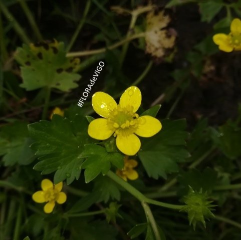 flora_vigo's tweet photo. En certas zonas verdes e encharcadas da cidade de #Vigo, xa podemos gozar das fermosas #flores do "bugallón muricado" (Ranunculus repens).
#Ranunculaceae #plantas #herbas #flores #inverno #xaneiro #2023 https://t.co/8gWzMyA8tE