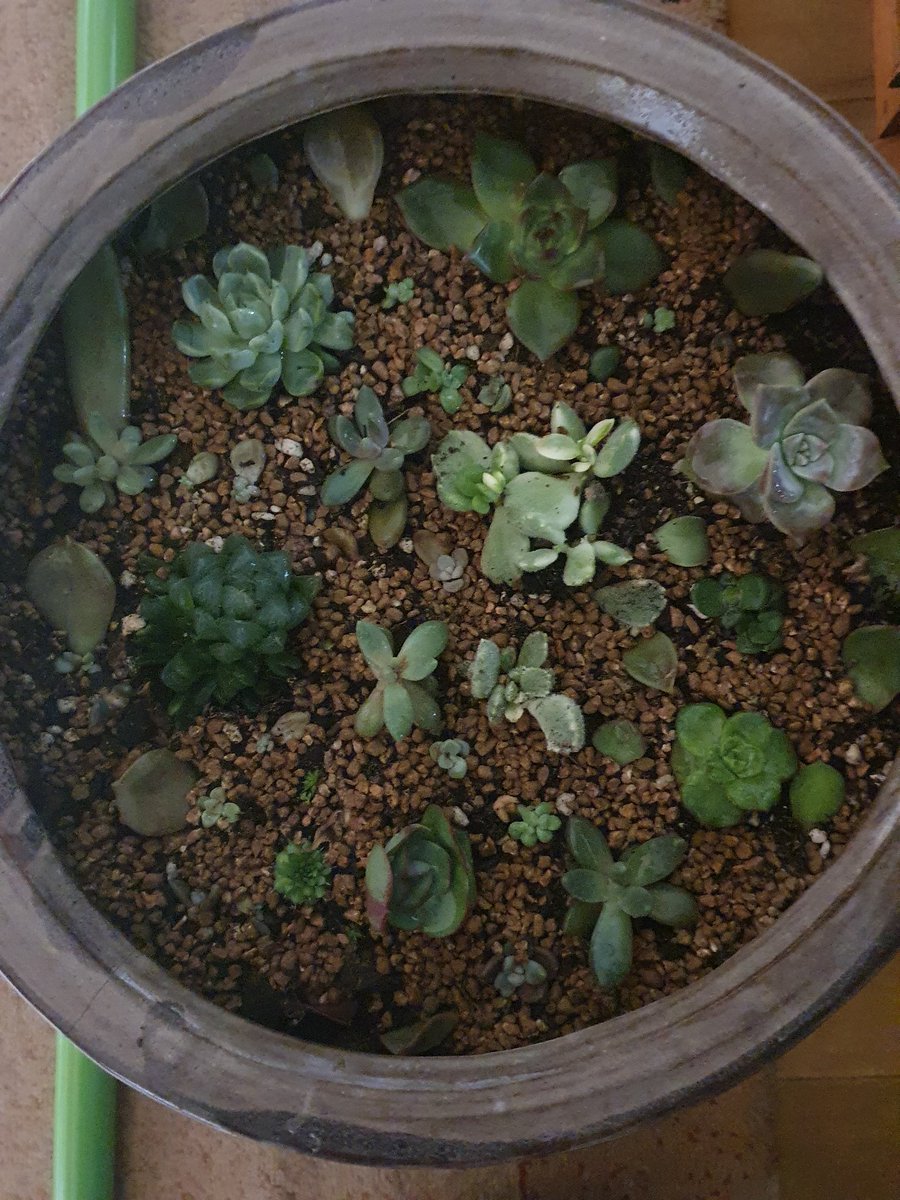 meehyun2's tweet image. 다육이를 마사토70%인 흙이 좋다고해서 다시 심어봤다. 이제 몬가 알아갈듯한데 결국 정원이든 실내든 돈만 투자하면 된다는 기분이다 ㅎ 센스는 거기서 거기^^
#다육이키우기 #다육이화분 #다육이