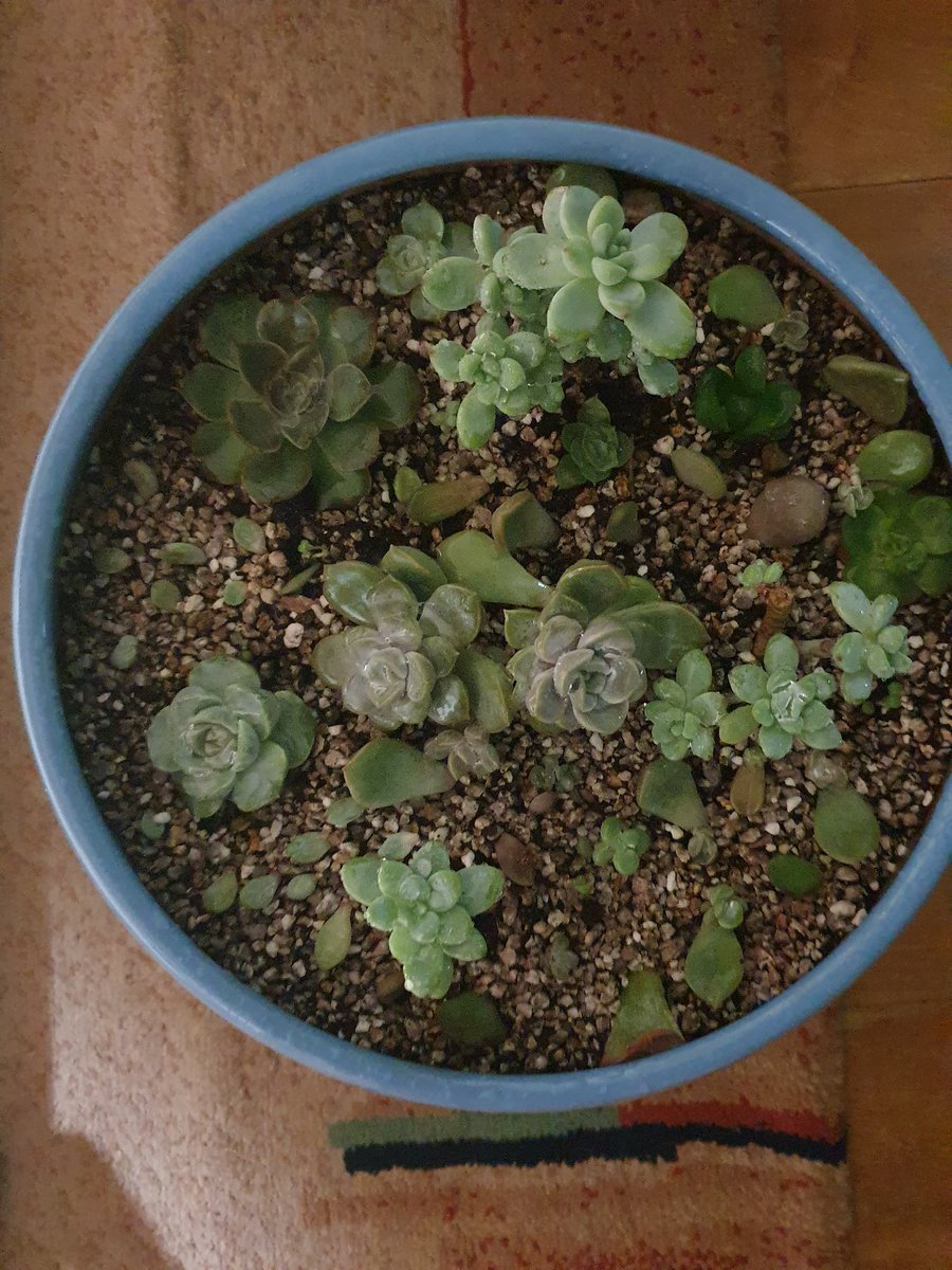 meehyun2's tweet image. 다육이를 마사토70%인 흙이 좋다고해서 다시 심어봤다. 이제 몬가 알아갈듯한데 결국 정원이든 실내든 돈만 투자하면 된다는 기분이다 ㅎ 센스는 거기서 거기^^
#다육이키우기 #다육이화분 #다육이