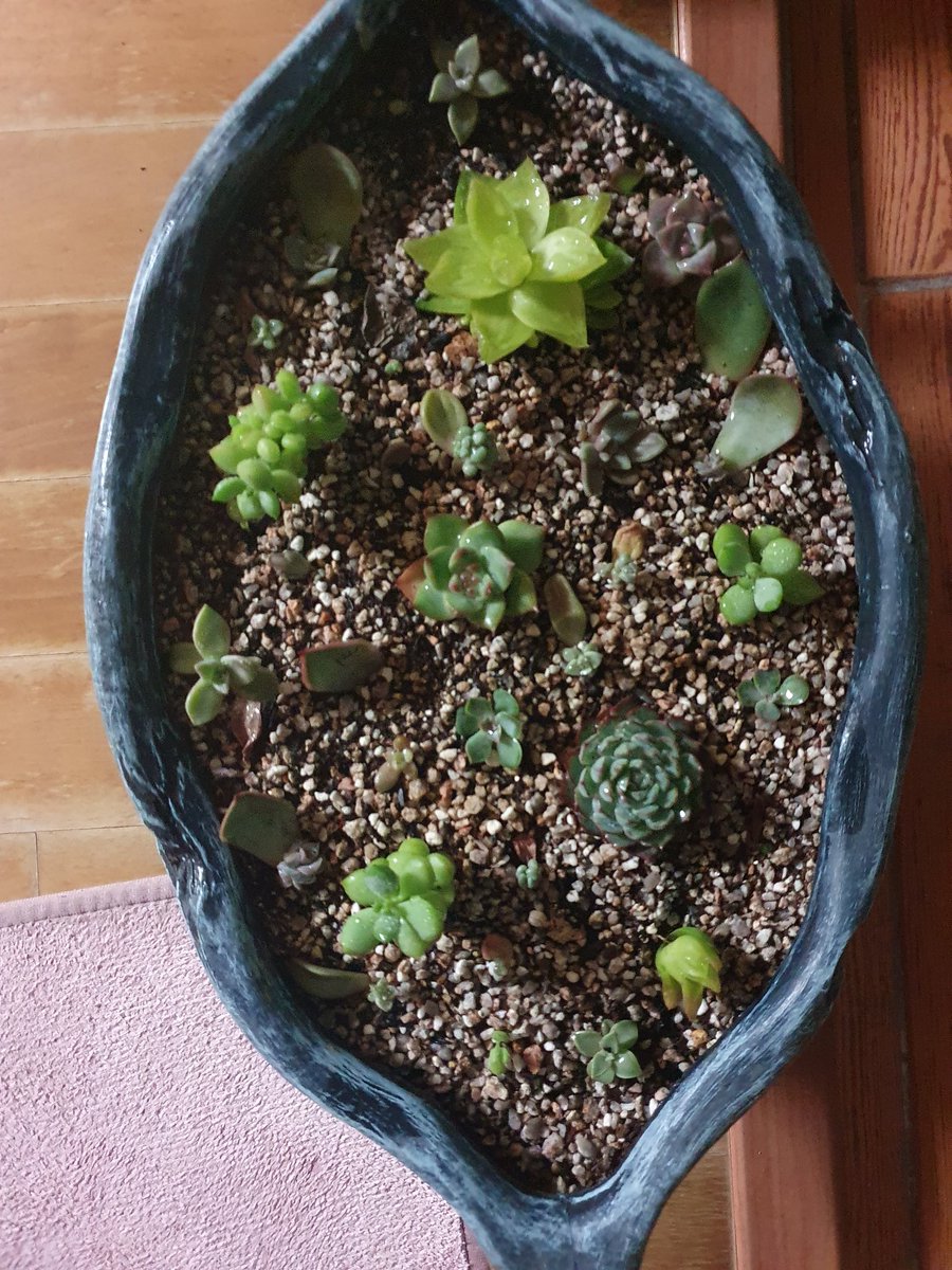 meehyun2's tweet image. 다육이를 마사토70%인 흙이 좋다고해서 다시 심어봤다. 이제 몬가 알아갈듯한데 결국 정원이든 실내든 돈만 투자하면 된다는 기분이다 ㅎ 센스는 거기서 거기^^
#다육이키우기 #다육이화분 #다육이