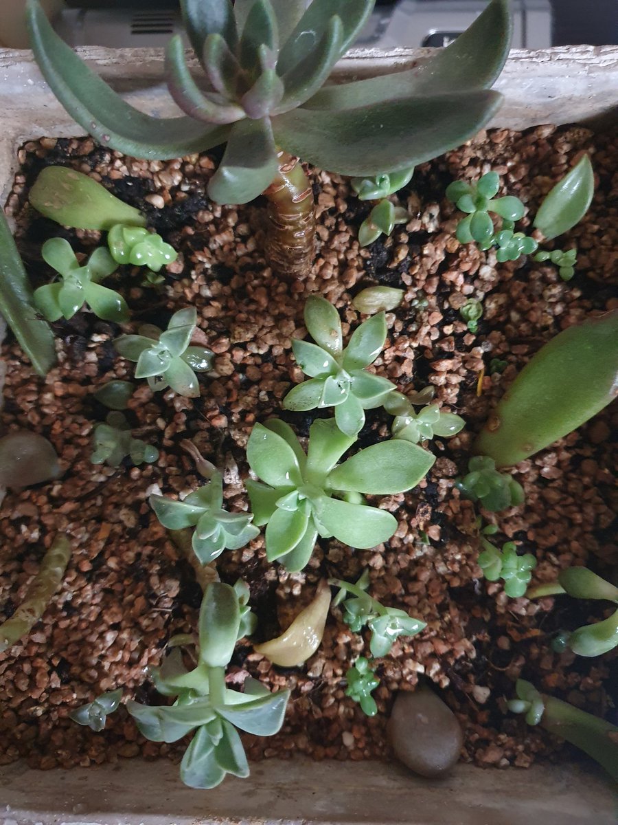 meehyun2's tweet image. 다육이를 마사토70%인 흙이 좋다고해서 다시 심어봤다. 이제 몬가 알아갈듯한데 결국 정원이든 실내든 돈만 투자하면 된다는 기분이다 ㅎ 센스는 거기서 거기^^
#다육이키우기 #다육이화분 #다육이