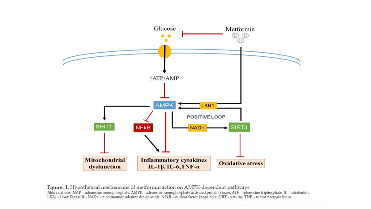 antiaging_eaeu's tweet photo. #Metformin may be a promising #antiaging agent in the treatment of #osteoarthritis
A comprehensive review by @GeorgievMD and @PKabakchieva 
👉https://t.co/QOOgNmrsrj https://t.co/RhHaTWMe1g