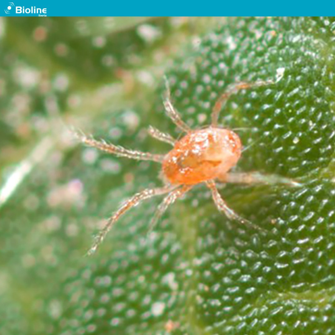 BiolineI's tweet photo. ¿Sabías que #PHYTOLINE es capaz de detectar colonias de araña roja a distancia? 👀Este ácaro depredador se ve atraído por los daños que causan las arañas rojas en la hoja, así como por las telas que producen🌱Implementamos junto a ti la mejor estrategia para combatir las plagas✔ https://t.co/nFktRLL63B