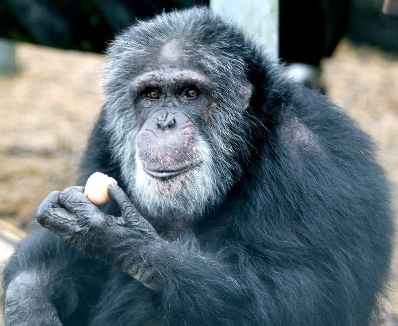 walesape's tweet image. Tubman loved his boiled eggs!!
 
HAPPY TUBBY TUESDAY ALL 💚💚
