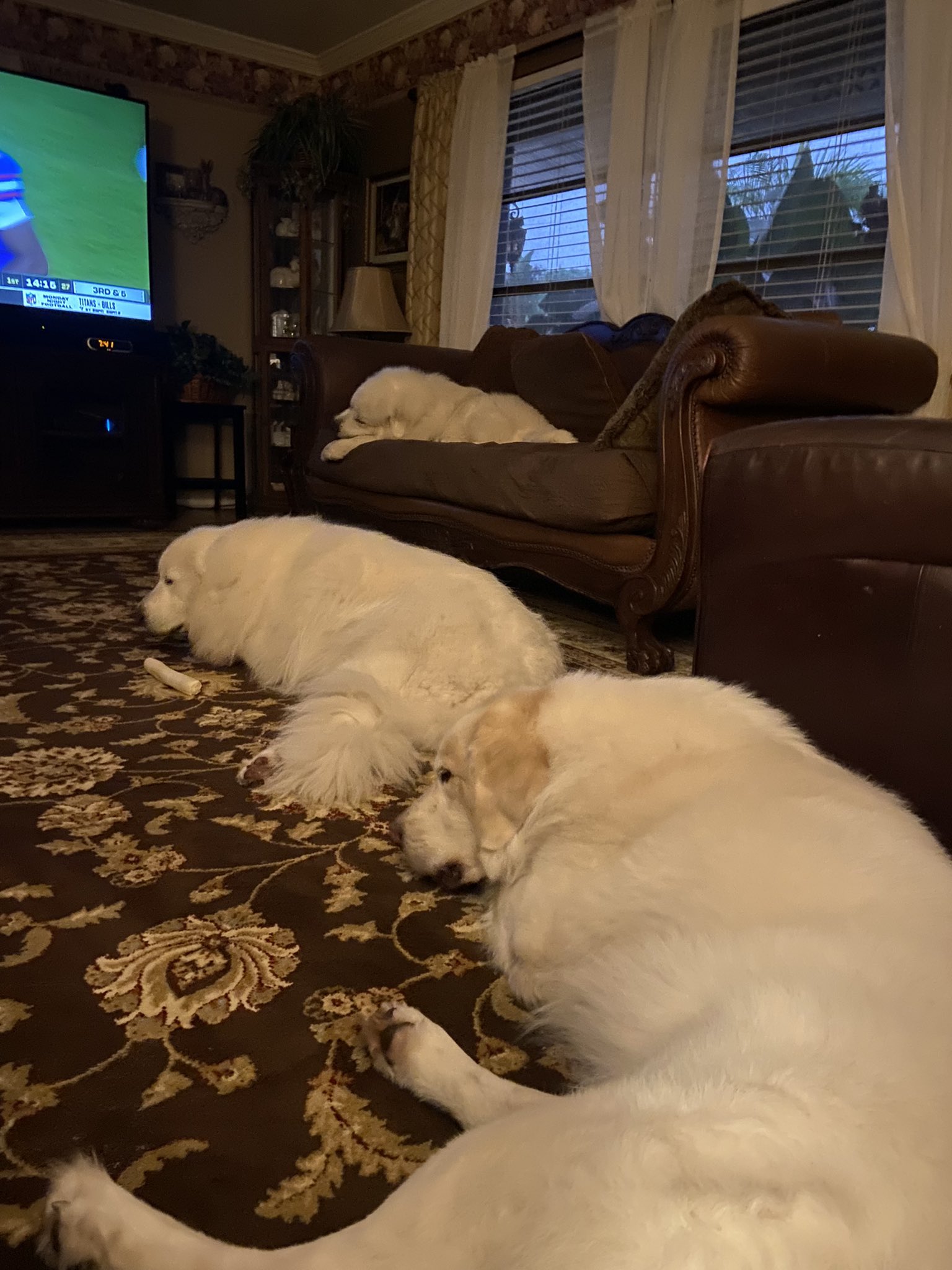 Brian Kilmeade on Twitter "Can u spot the third dog (Willow)? https