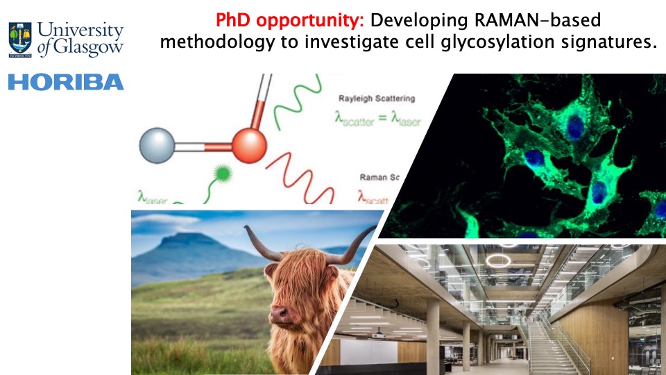 Miguel Pineda (@mapineda_glyco) on Twitter photo Open #PhD #glycotime opportunity in the
<a href="/CDTLifETIME/">LifETIME-CDT</a> with <a href="/HORIBA_UK/">HORIBA UK Limited</a> to investigate cell glycocalyx in inflammation Integrating #glycobiology #mechanobiology (<a href="/MassiVassi/">Massimo Vassalli</a>) & #RAMAN spectroscopy (@magonji)
- See details here: lifetime-cdt.org/project-page/ Open #PhD #glycotime opportunity in the
<a href="/CDTLifETIME/">LifETIME-CDT</a> with <a href="/HORIBA_UK/">HORIBA UK Limited</a> to investigate cell glycocalyx in inflammation Integrating #glycobiology #mechanobiology (<a href="/MassiVassi/">Massimo Vassalli</a>) & #RAMAN spectroscopy (@magonji)
- See details here: lifetime-cdt.org/project-page/