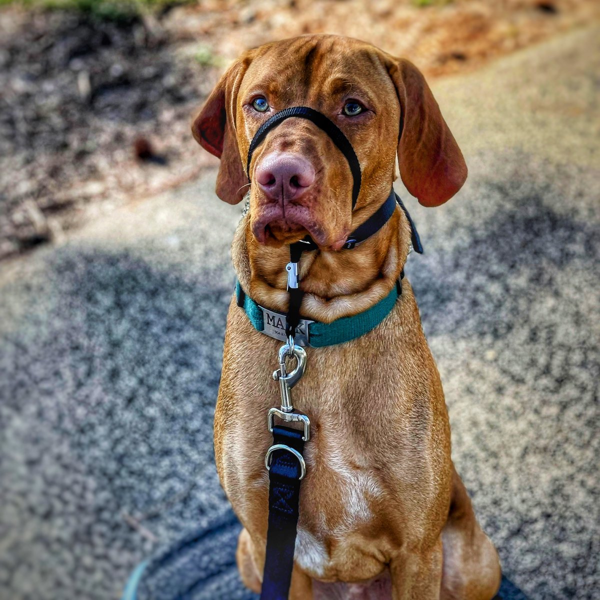 PAWServiceDogs's tweet photo. Mack has practically perfected the art of the smolder #Studly #Vizsla #ServiceDog https://t.co/Vj1dJBNzhb