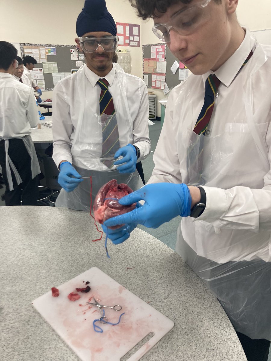 Year 11s have been learning about the heart through a dissection lesson. Fantastic skills in identifying different structures. #positiveaboutpractical #gcsebiology