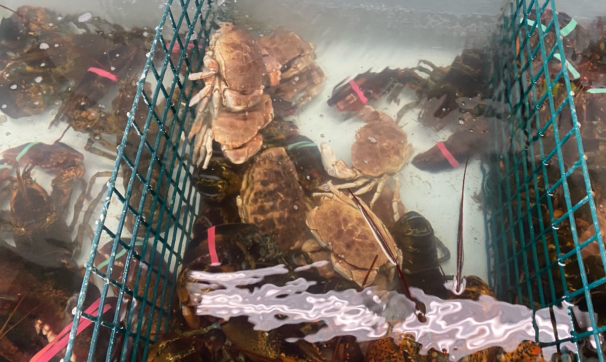 FishAlliance's tweet photo. TheFishermens View, a local sandwich restaurant, has fresh jonah crab hummus on the menu!
#fishalliance #commercialfishing #sandwich #workingwaterfronts https://t.co/OvK4YeHN1U