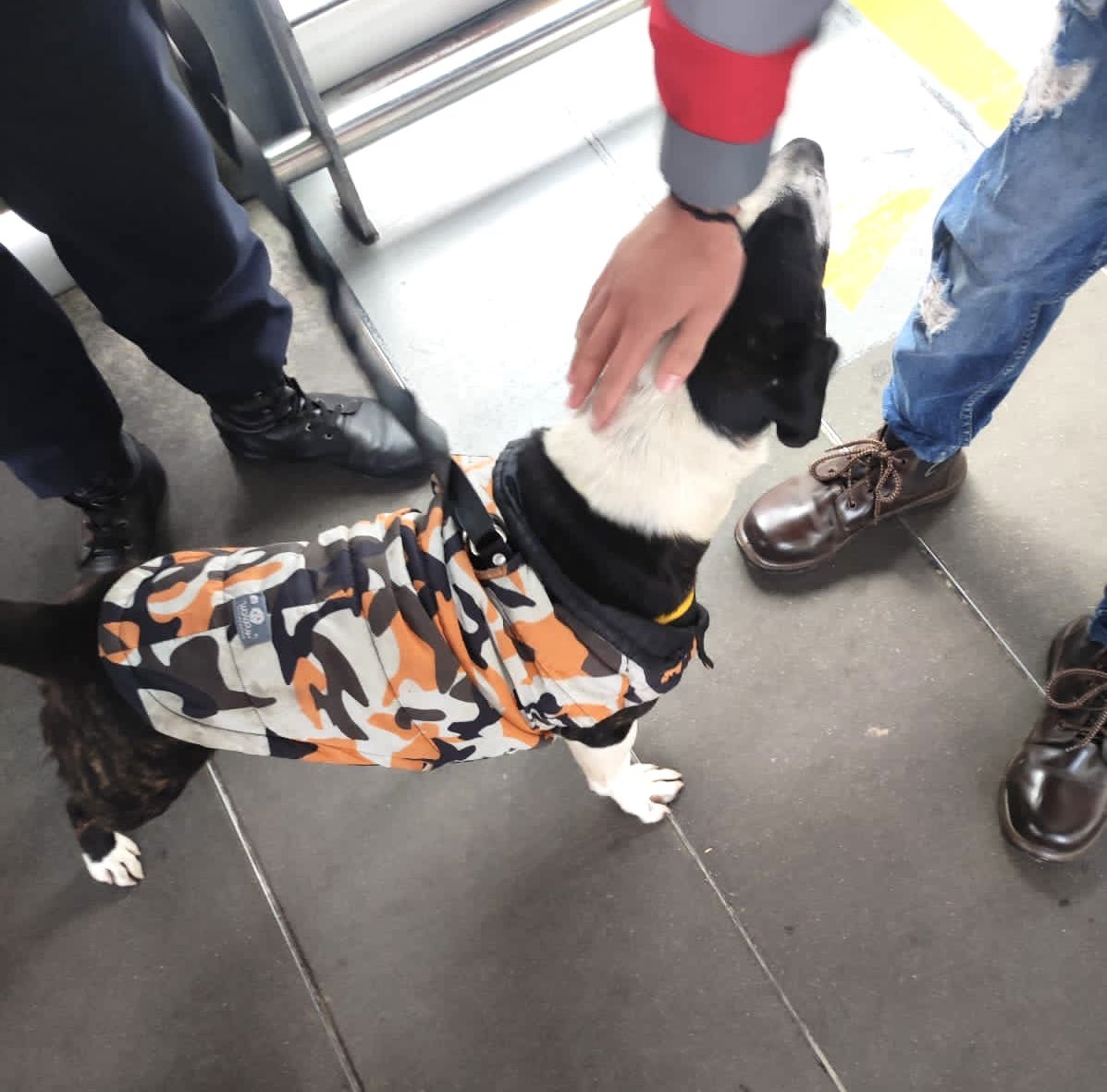 TransMilenio's tweet photo. Este amiguito🐶acaba de llegar a la estación San Diego. Parece que se extravió en su paseo porque tiene correa, collar y chaqueta. 

Estará en la estación hasta que vengan por él. Entregamos con recepción de datos y compromiso de cuidado.

Ayúdanos a compartir🔁❤️ https://t.co/OOC40My2OO