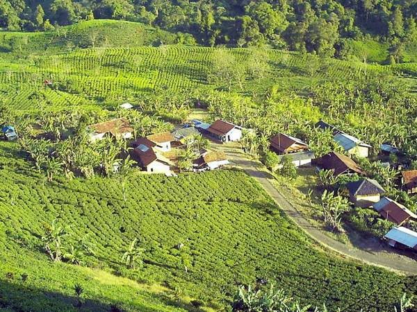 Sekilas Tentang Kebun Teh Margawindu Citengah Sumedang dlvr.it/Sgfhs7
